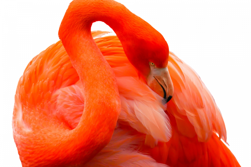flamingo bettwäsche kaufen